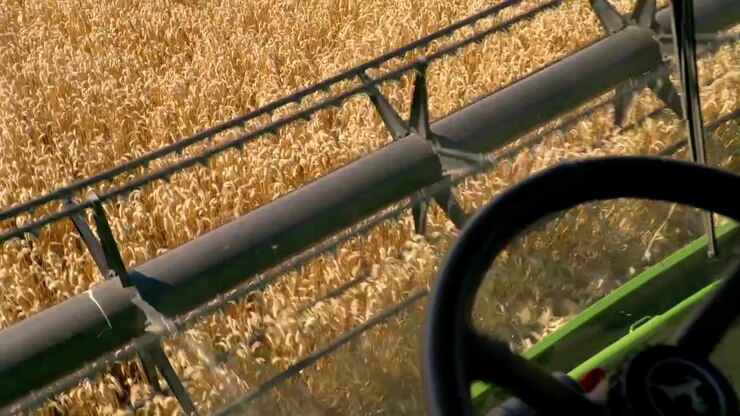 Operator's view from inside a combine harvester as the header cuts through a dense field of ripe golden cereal during the summer harvest.