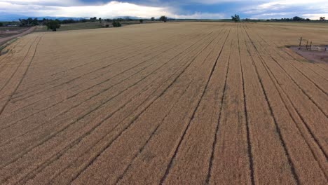 Baking-up-this-drone-flight-reveals-a-perfect-winter-wheat-field-ready-to-provide-America's-bread