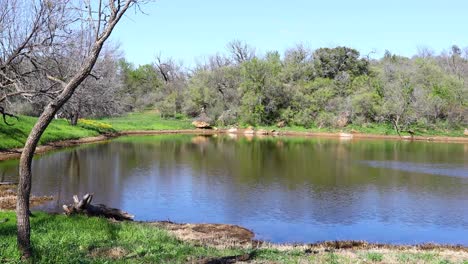 Static-video-of-a-beautiful-nature-scene-of-a-pond-surrounded-by-trees