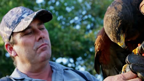 hombre alimentando águila halcón en su mano