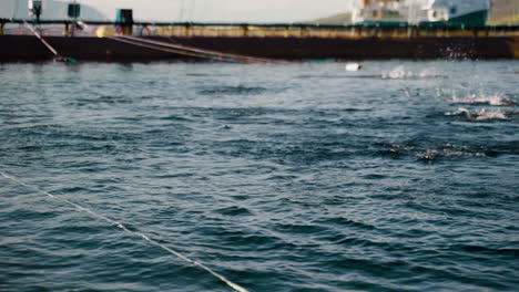 Jumping-salmon-in-marine-cage-of-salmon-farm