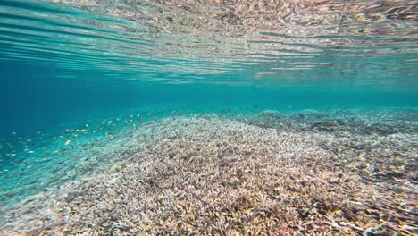 An-underwater-shot-in-Raja-Ampat,-Indonesia-captures-a-vibrant-coral-reef-with-the-camera-moving-just-below-the-surface-reflection-towards-a-school-of-small-black-fish