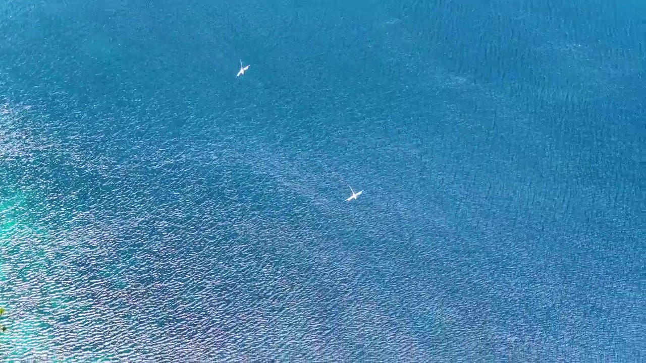 緑豊かな島の近くの澄んだ青い水面を白い鳥が滑空する様子を、ドローンがハイアングルで捉えている。