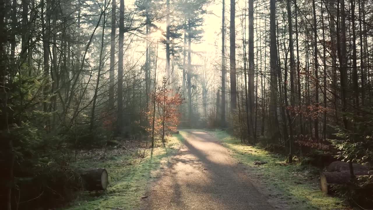 Cinematic view of a forest path in Veluwe, Netherlands, bathed in warm sunset hues. Sunlight filters through tall trees, casting golden rays on a tranquil, solitary walkway