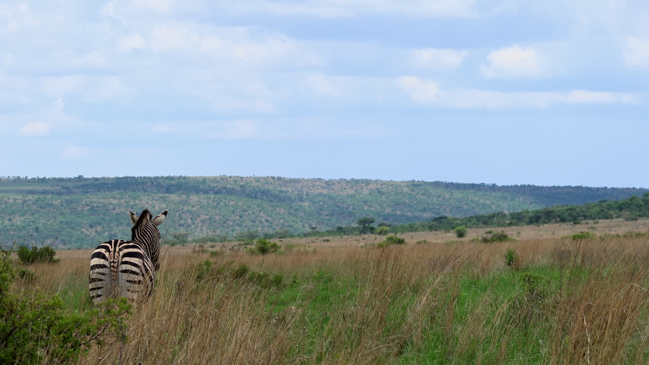 A zebra stands in a grassy savannah, gazing toward a vast and scenic landscape