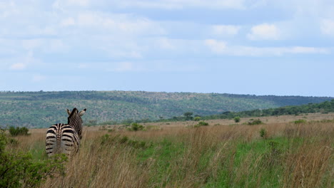 a zebra stands in a grassy savannah, gazing toward a vast and scenic landscape