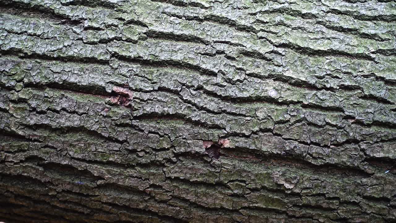 Tronco d'albero nel bosco