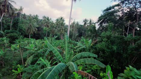 Aerial-of-in-between-trees-and-vegetation-during-cloudy-day-in-rainforest