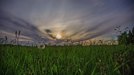 a grassy meadow in the countryside with dandelion wildflowers in the foreground and a colorful sunset in the background - low angle time lapse