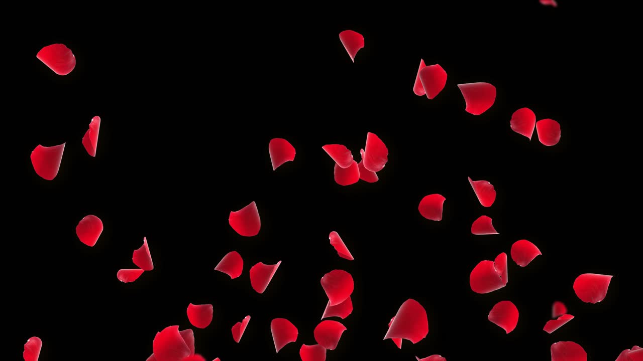 Flower petals falling pink color rose petals green screen animation background valentine s day