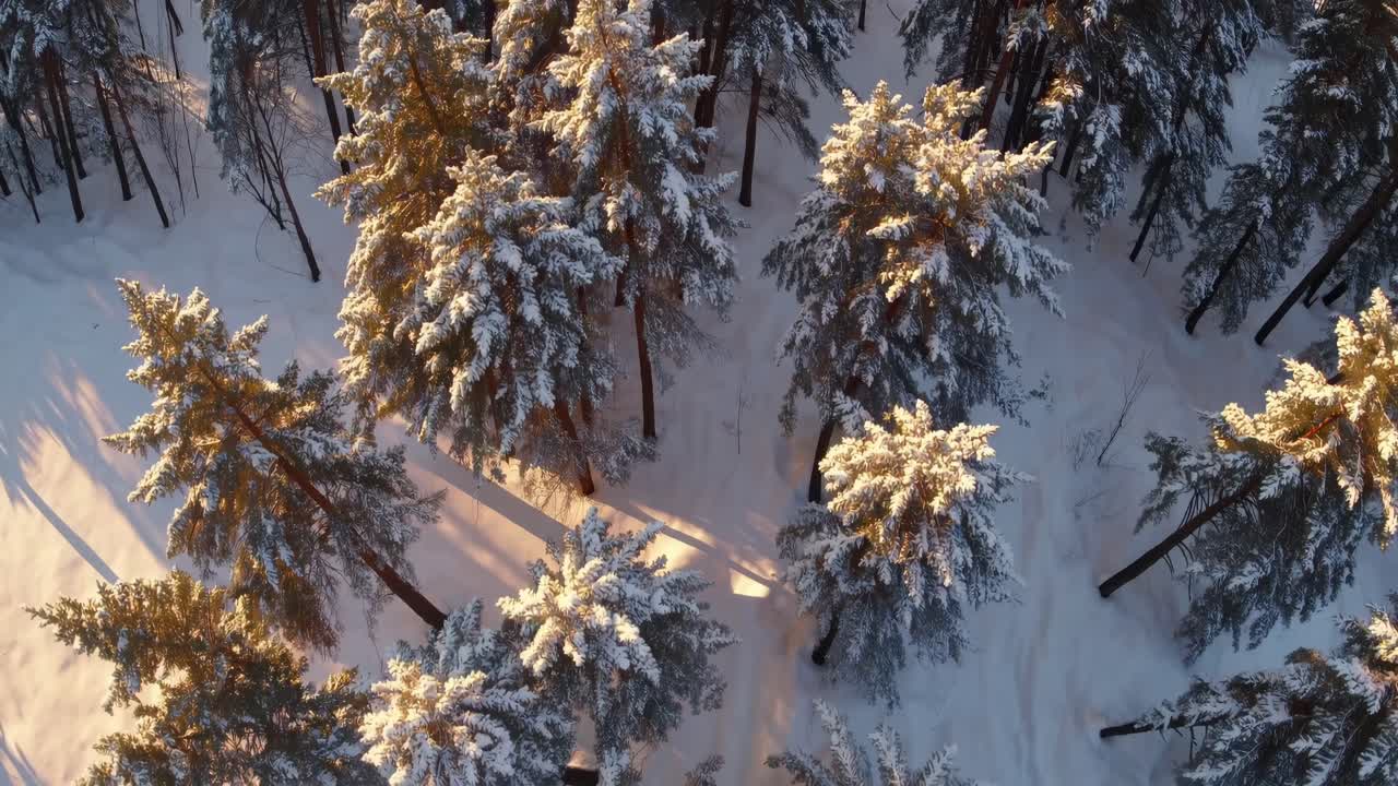 Letecký pohled na zasněžené borovice v klidném lese. Toto video zachycuje pohled shora