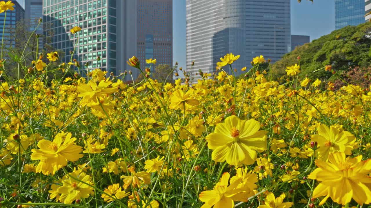 A vibrant field of bright yellow cosmos flowers stretches towards modern Tokyo skyscrapers under a clear blue sky. The sunny scene beautifully contrasts urban architecture with blooming nature.
