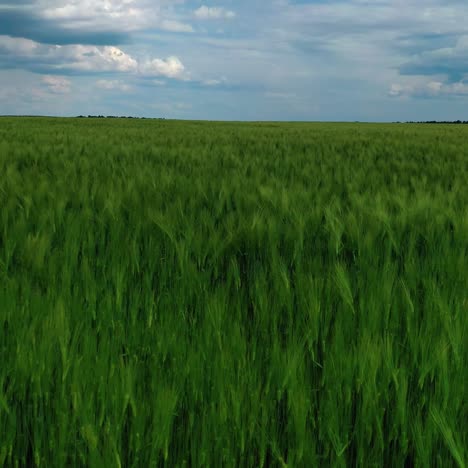 green nature under blue sky. agricultural landscape in spring. beautiful background of growing green plants. motion camera left.