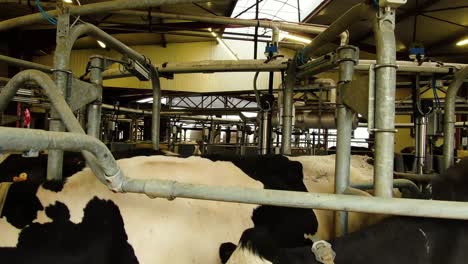 cow's in the milking system