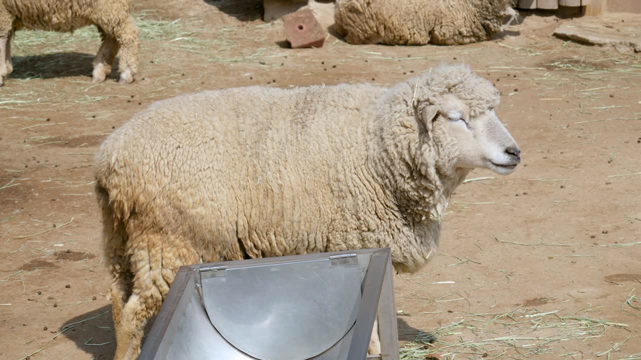 ovejas blancas grandes paradas en el suelo en una granja - tiro ancho