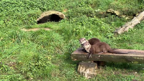 Zwei-Europäische-Otter-Entspannen-Sich,-Bis-Sie-Sich-Entscheiden,-Woanders-Hinzugehen