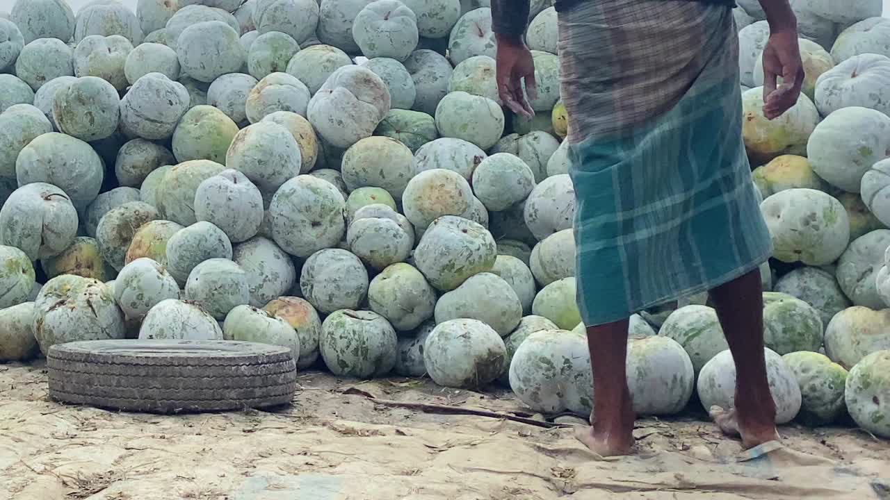gran cargamento de melón de invierno llega en barcaza a bangladesh