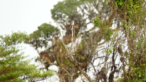 small white and grey bird sitting on a branch looking around on a cloudy day in the forest of costa rica