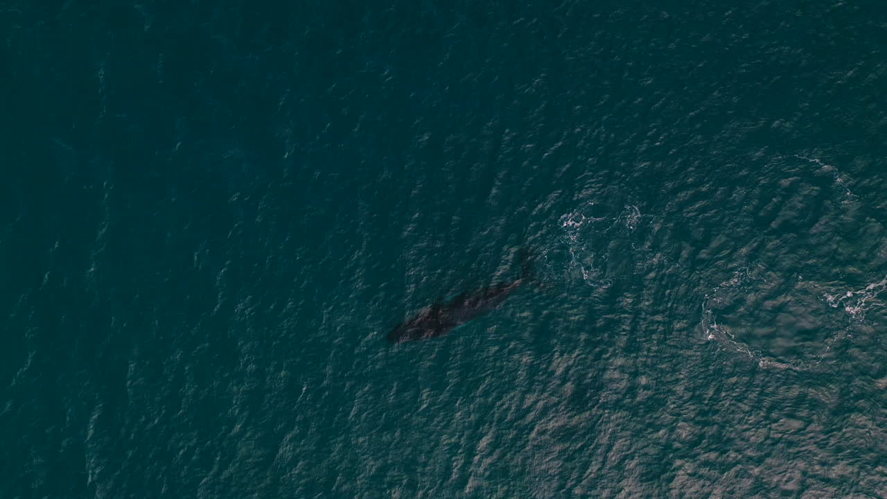 고래가 부수고 날리는 놀라운 하향 드론 샷