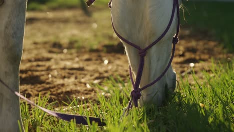 Caballos-Pastando-Hierba-En-El-Rancho-4k