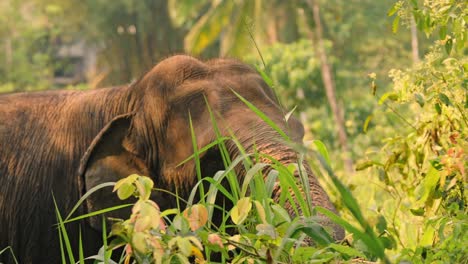 a peaceful scene of asian elephants grazing on lush green grass in an open field in sri lanka as the sun sets, casting warm golden light across the landscape.