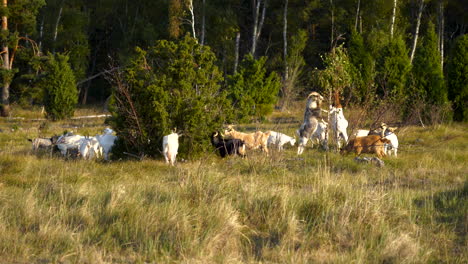 Toma-Amplia-De-Rebaño-De-Cabras-Blancas-Con-Dos-Cabras-De-Pie-Sobre-Dos-Piernas-Y-Hojas-De-Pastoreo-Desde-La-Parte-Superior-De-La-Rama-Del-árbol