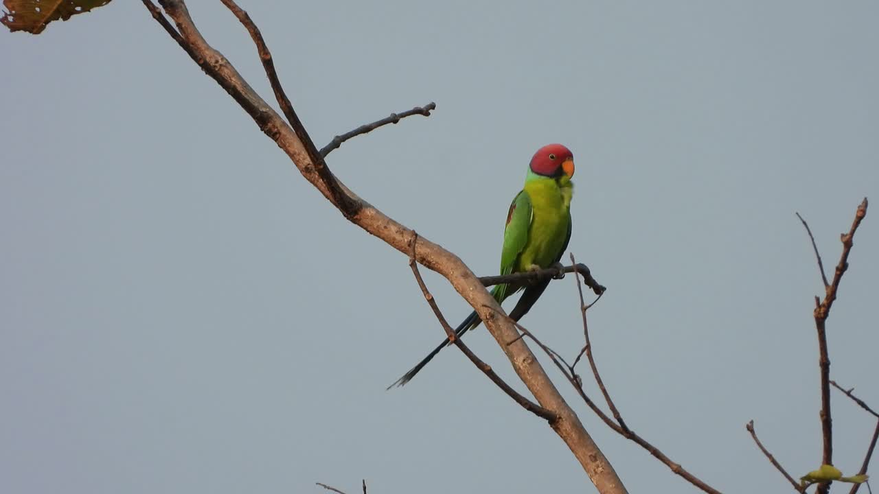 pájaro perico de cabeza de ciruela en el árbol