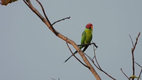 plum-headed parakeet bird in tree