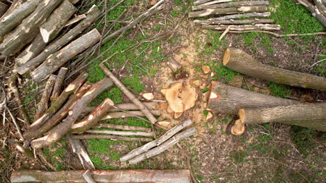 Aerial descend view of cut trees in forest