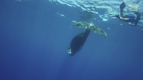 Young-humpback-whale-with-swimmers-in-clear-water-around-the-island-of-Tahiti,-south-Pacific,-French-Polynesia