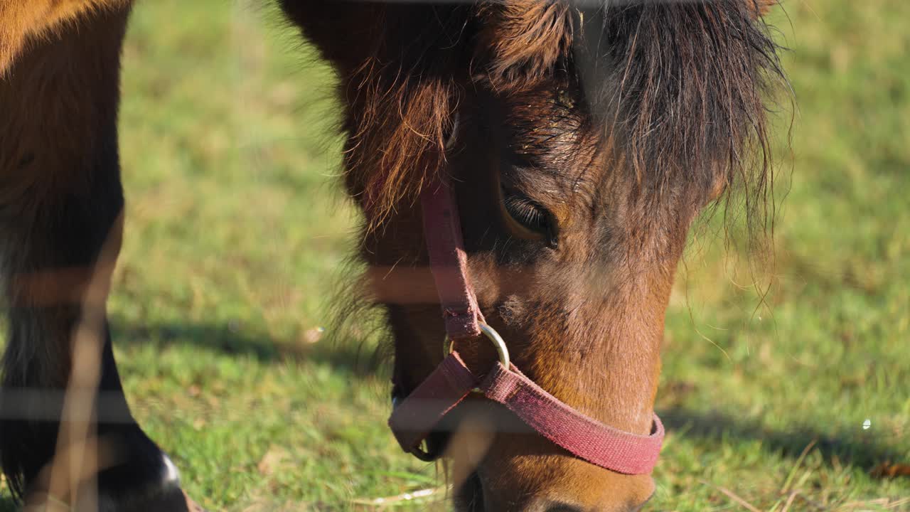 un caballo marrón pasta en el pasto verde