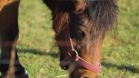 a brown pony grazes on the green pasture