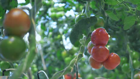 unripe tomatoes grow on branches.