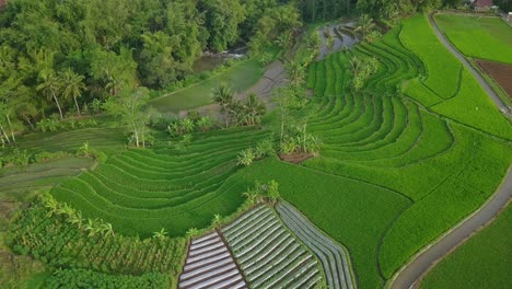 Vista-Aérea-Del-Hermoso-Patrón-De-Plantación-Tradicional