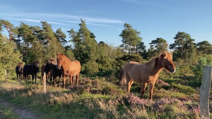 Pferde, die sich auf blühender Heide im Abendlicht entspannen, Ganzkörperaufnahme.