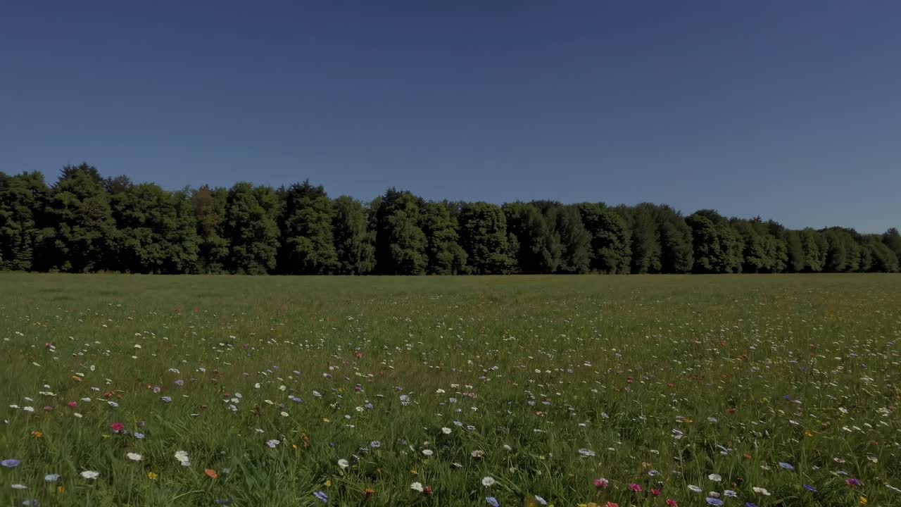 Wide-angle video capturing a serene meadow with wildflowers under a clear blue sky