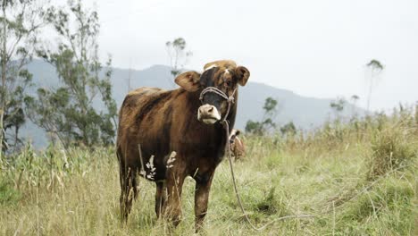 vaca de pie en un campo verde
