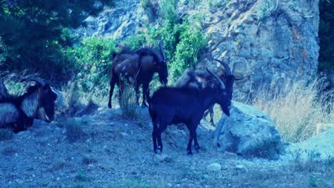 shot of mountain goats banging their heads in slow motion and fighting in the dusty france sun