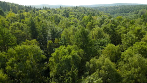 drone fly-by movement straight above the beautiful green forest of witomino, poland