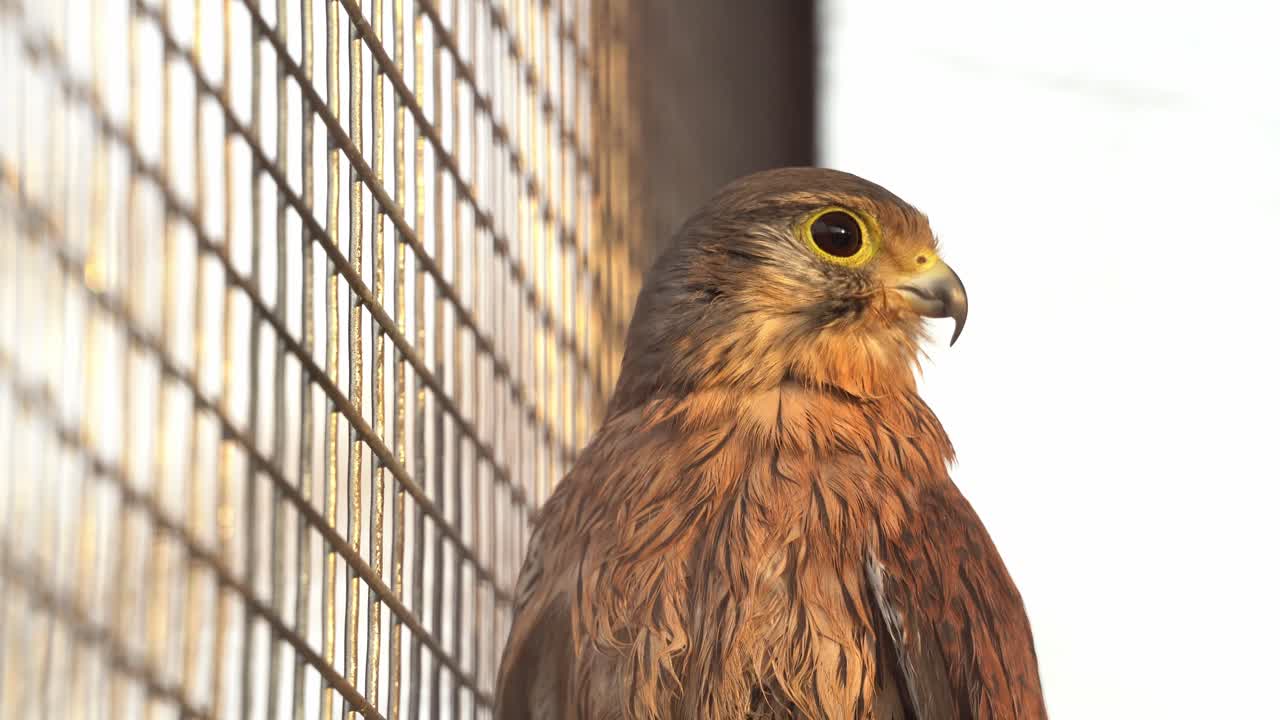 Nahaufnahme eines Adlers in einem Käfig während der goldenen Stunde mit flacher Beleuchtung