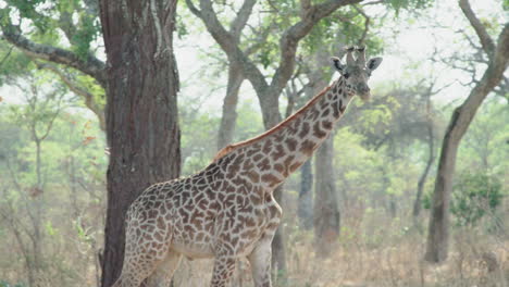 Female-pregnant-giraffe-walks-from-left-to-right-through-dry-grassland-with-tall-trees-in-Eastern-Africa,-stops-and-looks-intently-at-the-camera,-medium-to-long-shot