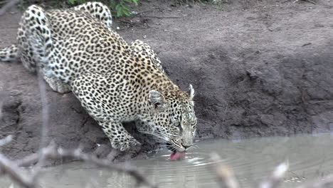 Cerrar-Vista-De-Leopardo-Bebiendo-De-Abrevadero,-Ramas-En-Primer-Plano