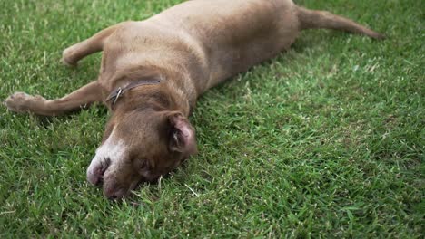 old dog lounging on fresh green grass, up-close