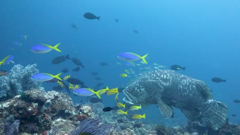 500+-Pounds-grouper-Cleaning-in-Raja-Ampat