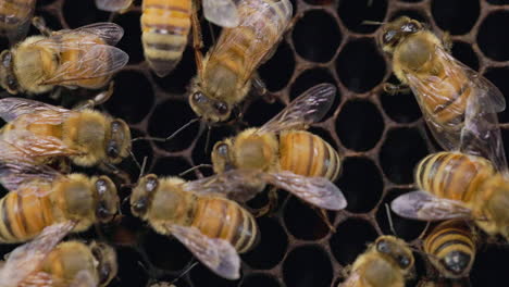 Las-Abejas-Melíferas-Se-Comunican-Táctilmente-Entre-Sí-Utilizando-Su-Antena-Y-Feromonas.