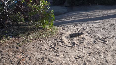 A-squirrel-digging-up-the-ground-to-hide-itself-from-kids-approaching