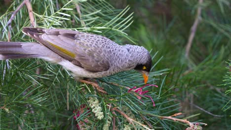 una foto de cerca de un honeyeater salvaje minero ruidoso, manorina melanocephala, encaramado en la planta con flores grevillea banksii, alimentándose del dulce néctar