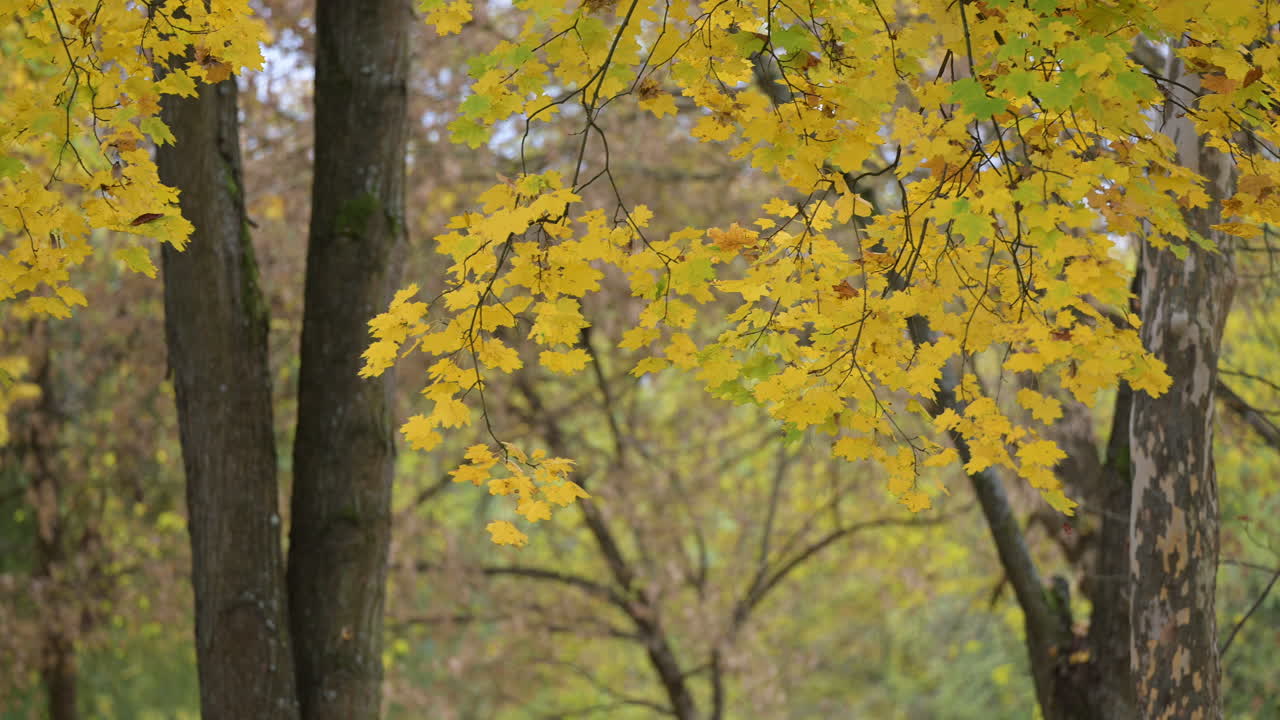 Golden maple leaves hanging in peaceful autumn forest