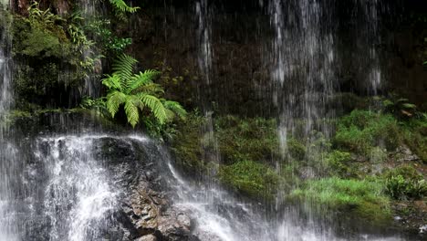 cerca de un helecho en la base de las cataratas russell en tasmania