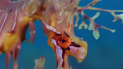 dragón de mar frondoso con huevos 4k cámara lenta sur de australia